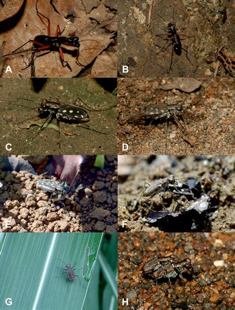 Checklist of tiger beetles of Northern Mindanao .